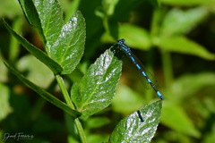 Coenagrion mercuriale