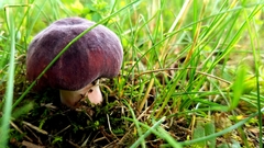 Butyriboletus