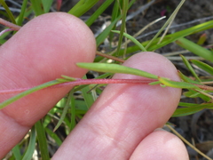 Clarkia gracilis gracilis
