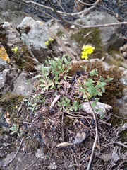 Draba sibirica