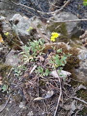 Draba sibirica