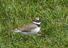 Charadrius dubius