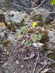 Draba sibirica