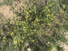 Melilotus officinalis