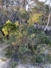 Leptospermum macrocarpum
