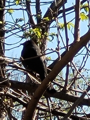 Euphagus
