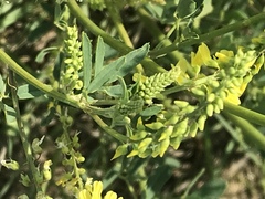Melilotus officinalis