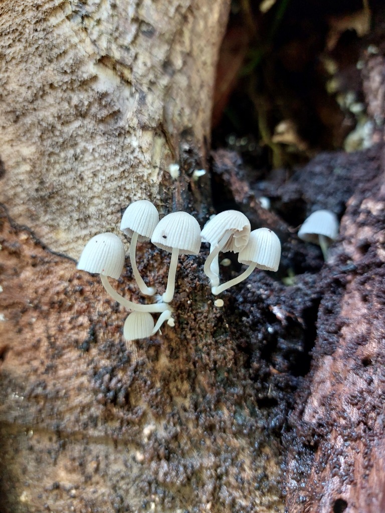 Coprinellus disseminatus · May 2022 · photo: © deerjacksonhu (iNaturalist, cc-by)