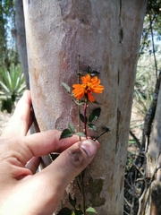 Adenophyllum aurantium