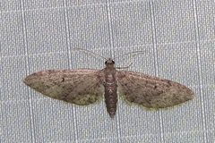 Eupithecia matheri