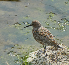 Calidris ferruginea