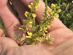 Melilotus officinalis