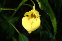 Impatiens tayemonii