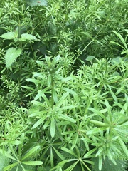 Galium aparine