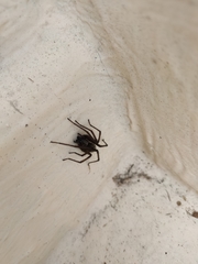 Tegenaria ferruginea