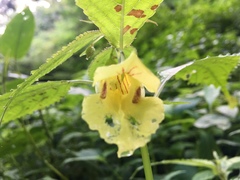 Impatiens tayemonii