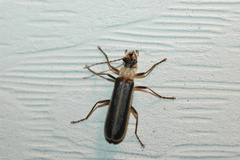 Podabrus flavicollis