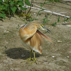 Ardeola ralloides