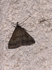 Hypenula cacuminalis