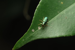 Pseudotheopea smaragdina
