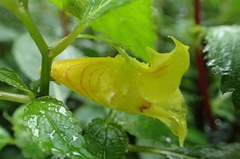Impatiens tayemonii