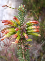Erica thomae