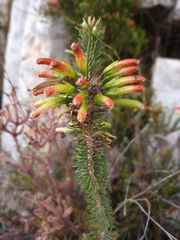 Erica thomae