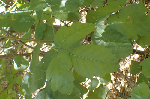 iNaturalist observation photo of Pacific poison oak