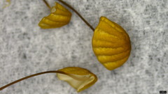 Cryptomarasmius aucubae