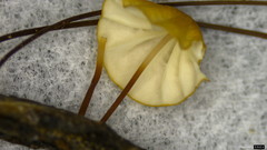 Cryptomarasmius aucubae