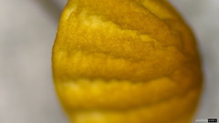 Cryptomarasmius aucubae