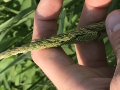 Phalaris arundinacea