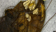 Cryptomarasmius aucubae