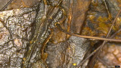 Cryptomarasmius aucubae