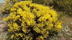 Cytisus oromediterraneus