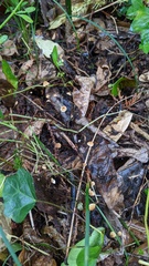 Cryptomarasmius aucubae