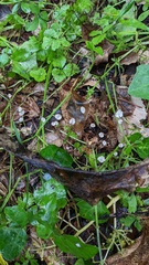 Cryptomarasmius aucubae