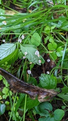Cryptomarasmius aucubae