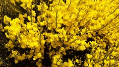 Cytisus oromediterraneus