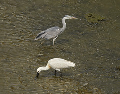 Ardea cinerea
