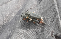 Grammoptera abdominalis