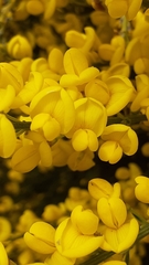 Cytisus oromediterraneus