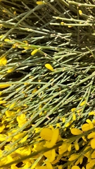 Cytisus oromediterraneus