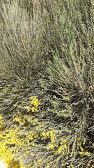 Cytisus oromediterraneus