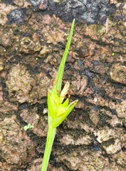 Carex timida