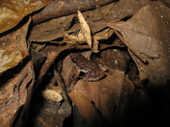 Adenomera hylaedactyla