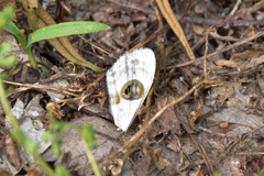 Problepsis eucircota