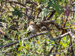 Cranioleuca albicapilla