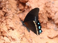 Papilio chrapkowskoides nurettini