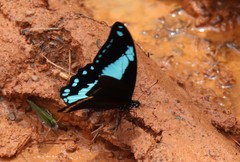 Papilio chrapkowskoides nurettini